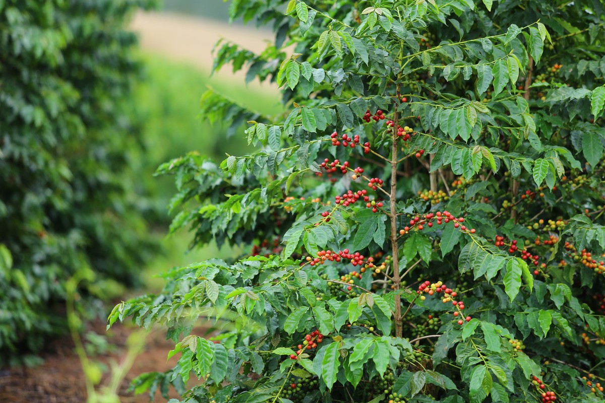 Restauração florestal em cafezais é viável economicamente, diz estudo – Globo